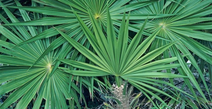 saw-palmetto-benefits-for-women
