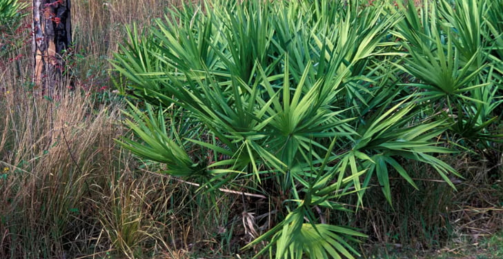 saw-palmetto-for-men
