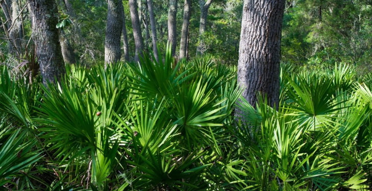 saw-palmetto-side-effects