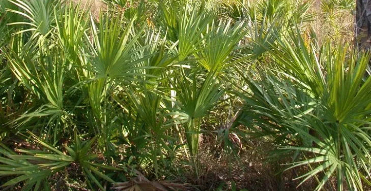 saw-palmetto