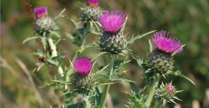 what-does-milk-thistle-do