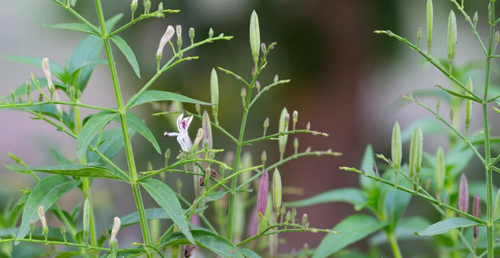 andrographis-dangers