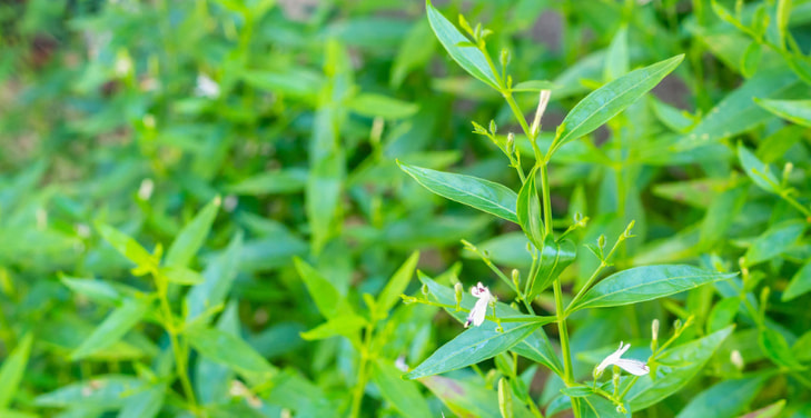 benefits-of-andrographis