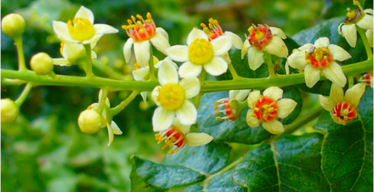 benefits-of-boswellia