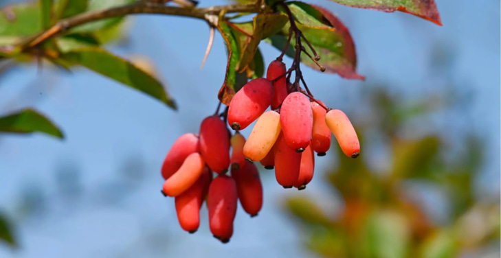 berberine-benefits-for-women