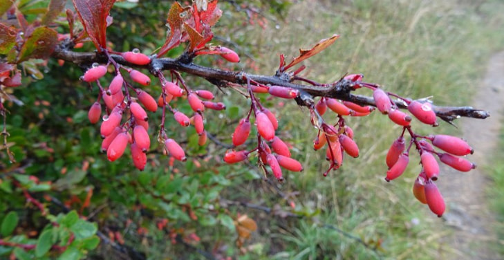 berberine-pros-and-cons