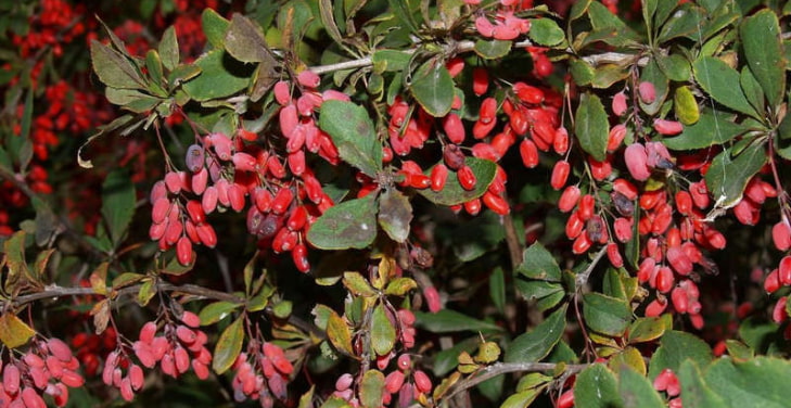 berberine-side-effects-and-warnings