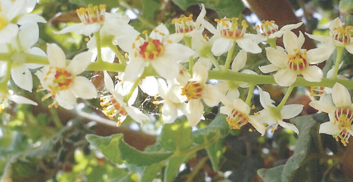 boswellia-side-effects-warnings