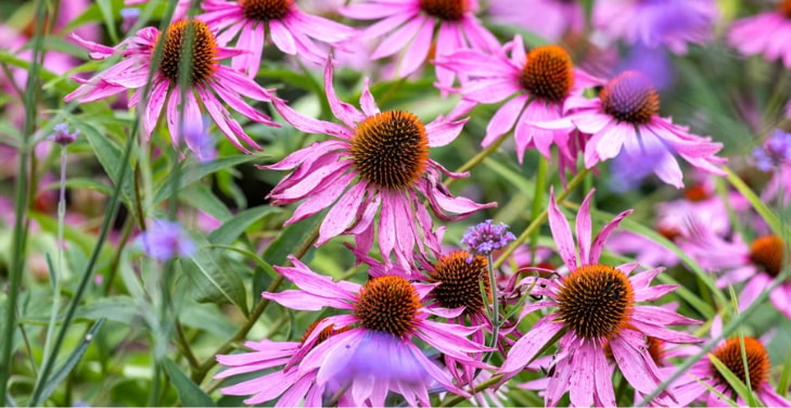 echinacea-side-effects