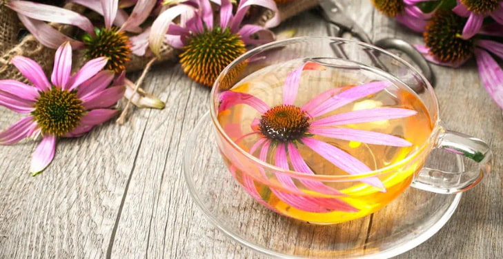 echinacea-tea