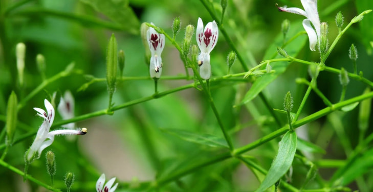 how-much-andrographis-daily