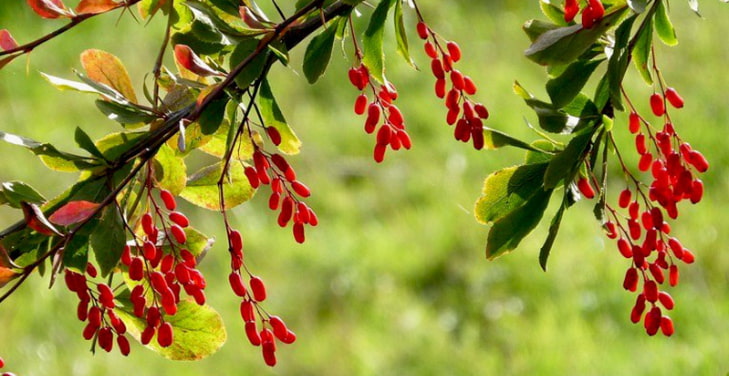 is-berberine-a-scam