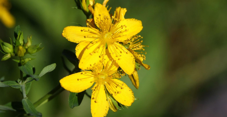 st-johns-wort-side-effects