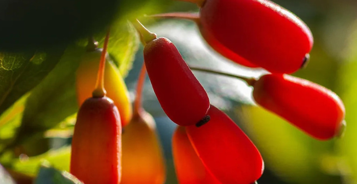 what-is-berberine-used-for-and-how-safe-is-it