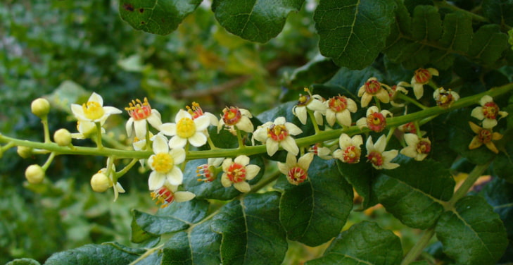 what-is-boswellia