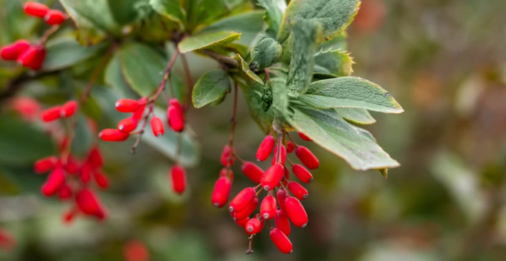 when-to-take-berberine