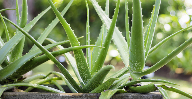 aloe-vera-dangers