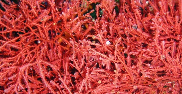 pros-and-cons-of-astaxanthin pros-and-cons-of-astaxanthin