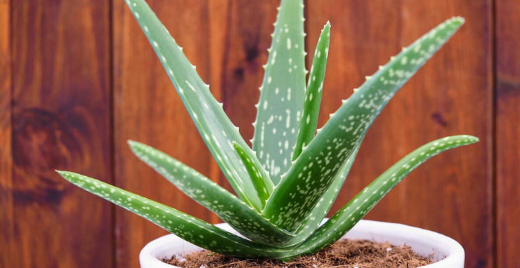 what-is-aloe-vera
