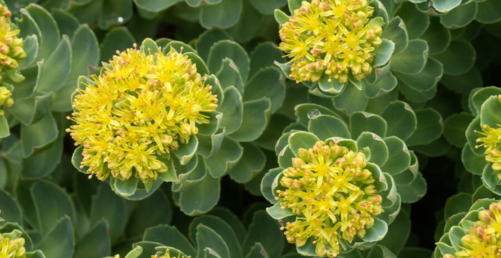 rhodiola-pros-and-cons