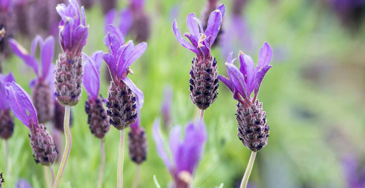 pros-and-cons-of-lavender