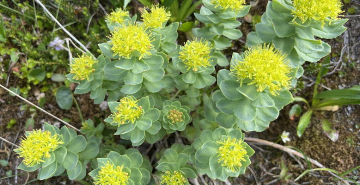 rhodiola-rosea-danger
