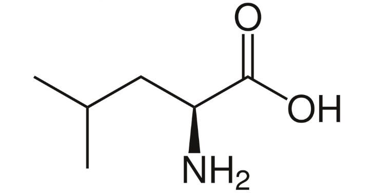 leucine-pros-and-cons