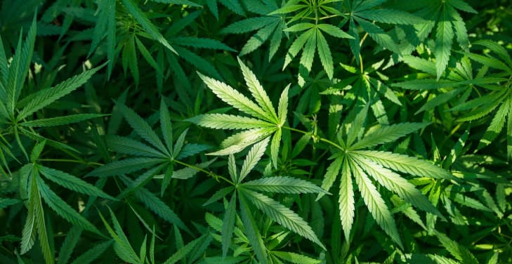 long-term-dangers-of-marijuana