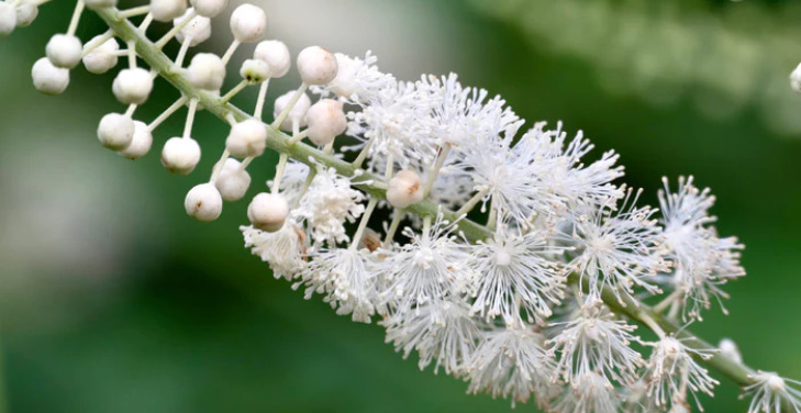 black-cohosh-dangers