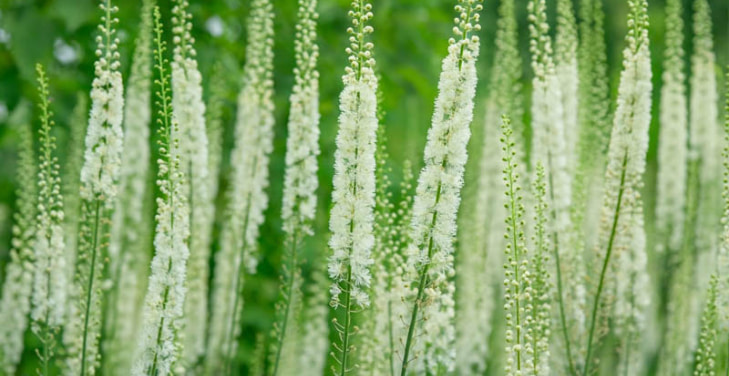black-cohosh-pros-and-cons