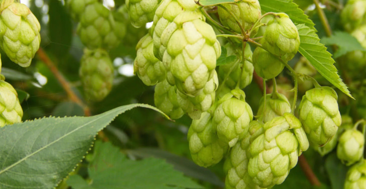 hops-dangers