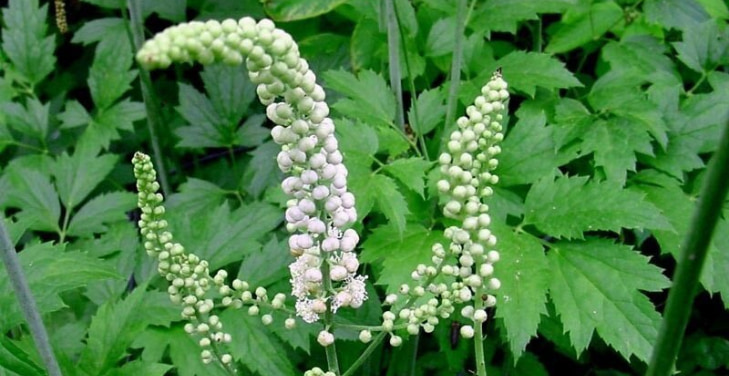how-much-black-cohosh-per-day