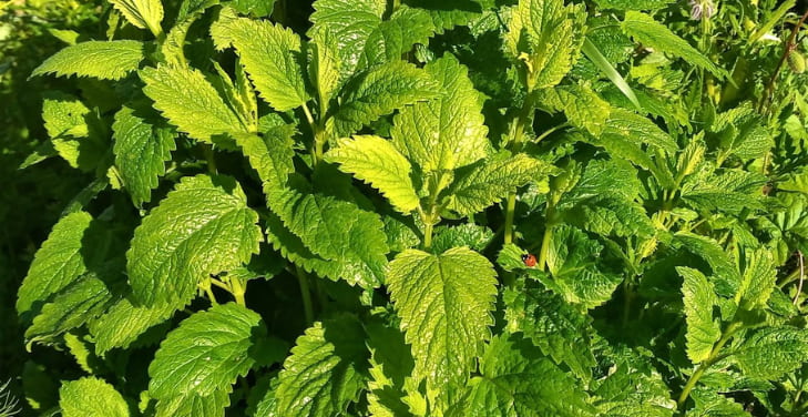 how-much-lemon-balm-per-day