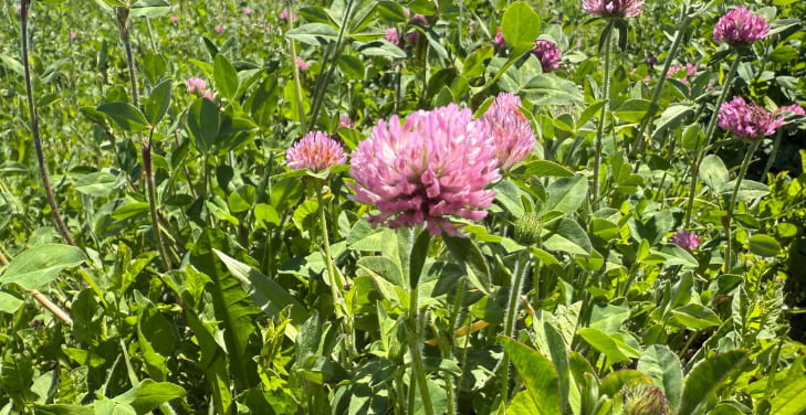 how-much-red-clover-daily