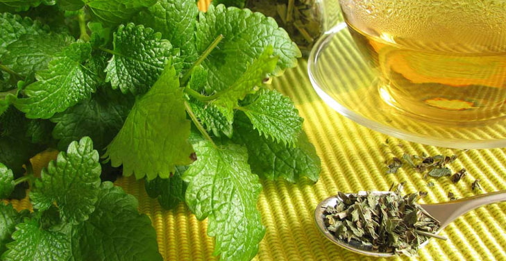 how-to-make-lemon-balm-tea-from-fresh-or-dried how-to-make-lemon-balm-tea-from-fresh-or-dried