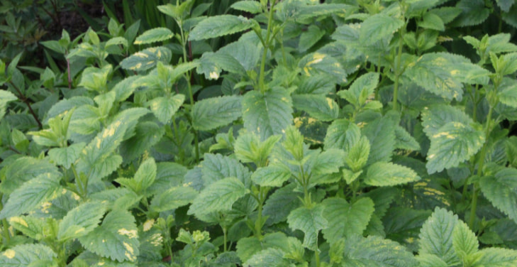 lemon-balm-dangers