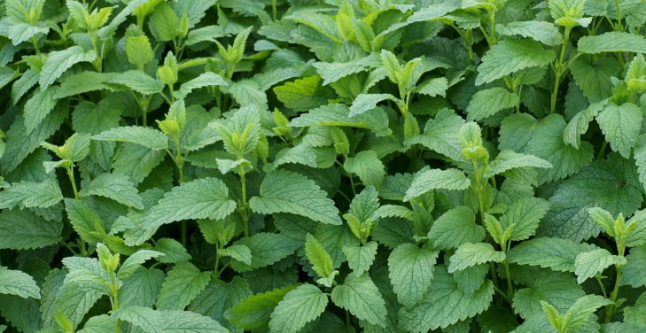 lemon-balm-pros-and-cons