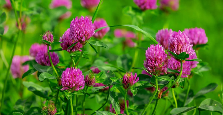 red-clover-benefits red-clover-benefits