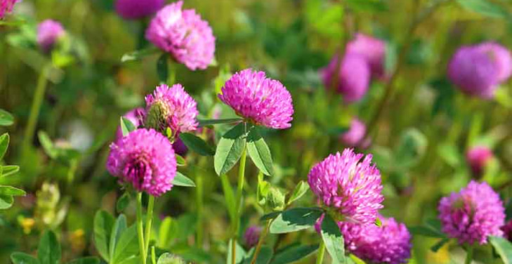 red-clover-dangers