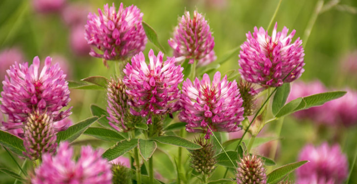 red-clover red-clover