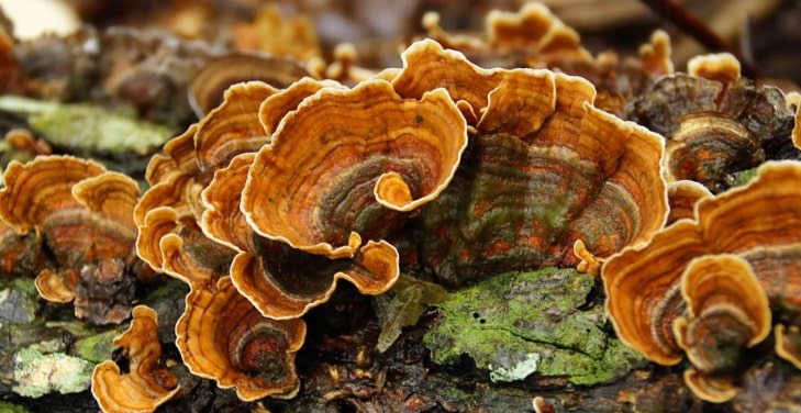 turkey-tail-mushroom turkey-tail-mushroom