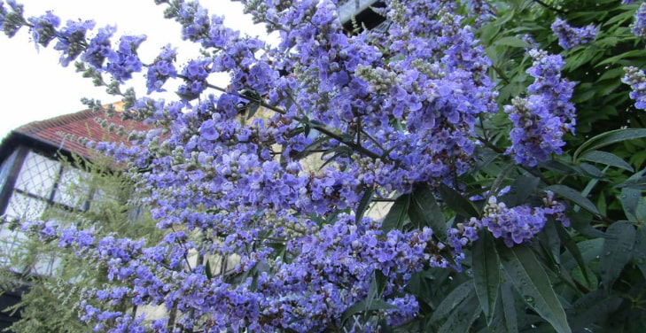 vitex