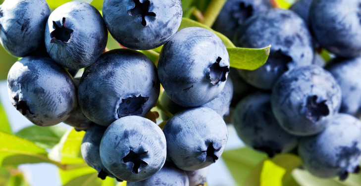 benefits-of-blueberries-for-kids