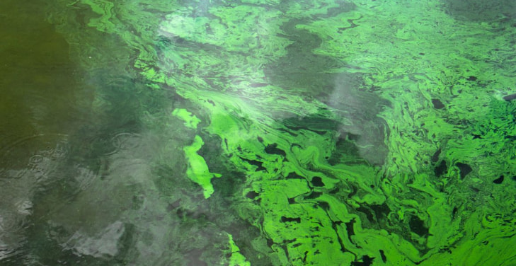 blue-green-algae-dangers blue-green-algae-dangers