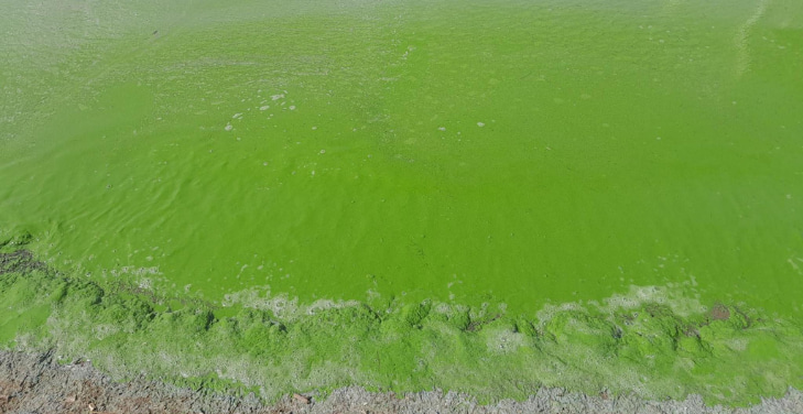 blue-green-algae blue-green-algae