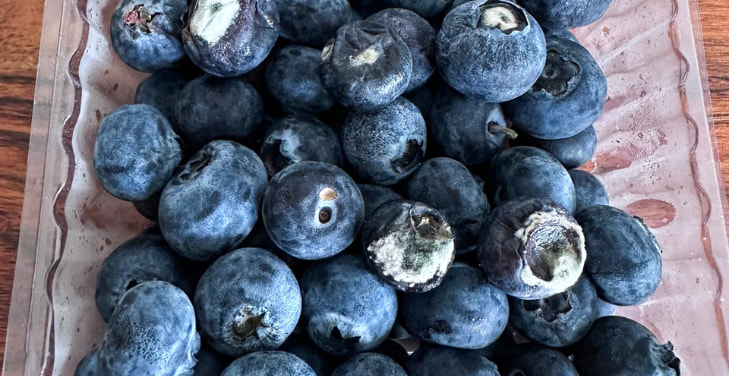 dangers-of-bad-blueberries