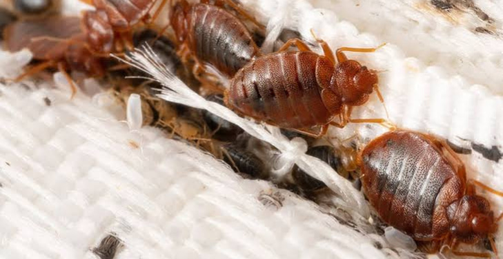 how-do-you-know-if-you-have-bed-bugs