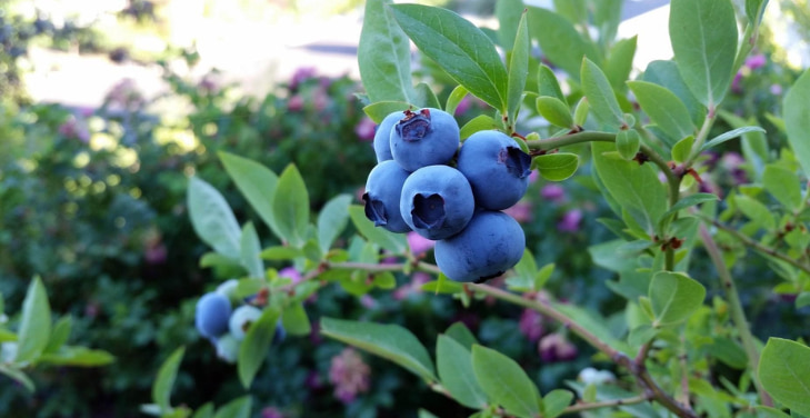 how-many-blueberries-to-eat-daily
