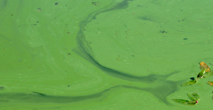 how-much-blue-green-algae-per-day how-much-blue-green-algae-per-day