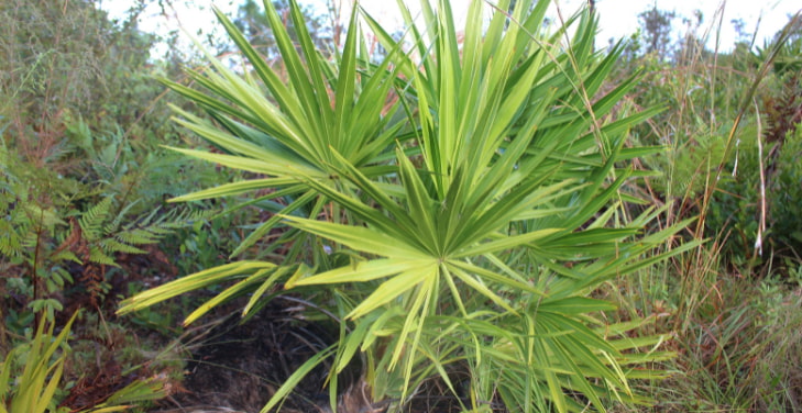 how-much-saw-palmetto-per-day